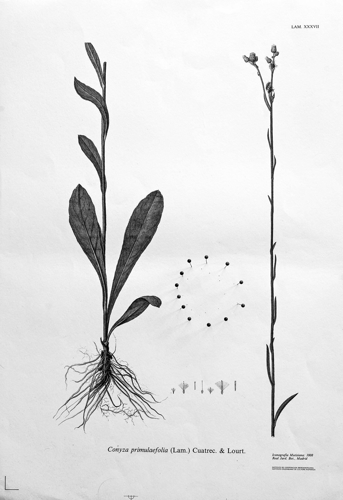 Blossom Botanical underpinning